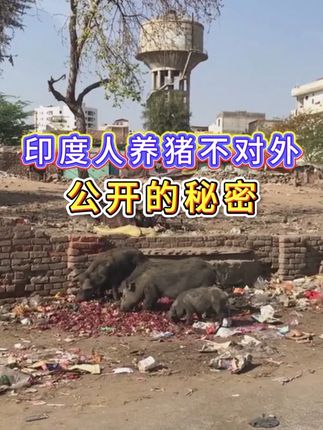 #养猪人 #养猪知识 #猪养殖 #养猪