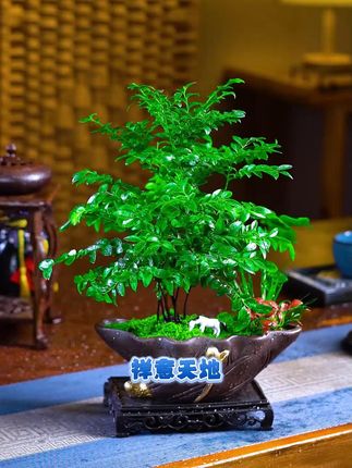 稀有木质香+净化空气|一盆小叶紫檀=天然香薰机 #精品盆景 #植物造景微景观 #花卉绿植 #小叶紫檀