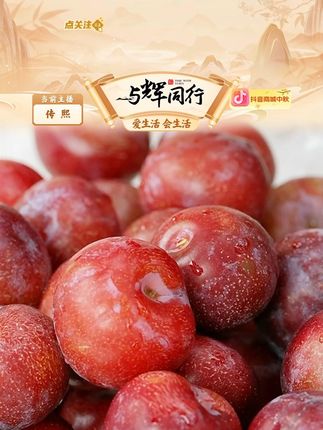 四川汶川高山小脆红脱骨李子新鲜采摘现摘现发应季水果#李子 #脱骨李 #中秋送礼 #中秋礼物 #送礼佳品