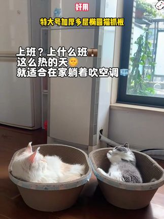 上什么班~没什么比在家躺着吹空调舒服了#不想上班 #猫窝 #记录猫咪日常 #真实 #猫窝推荐