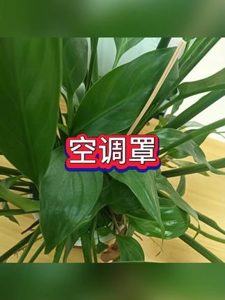 空调防尘罩 #家电保护 #季节必备 #居家防护 #电器保养 #生活小窍门