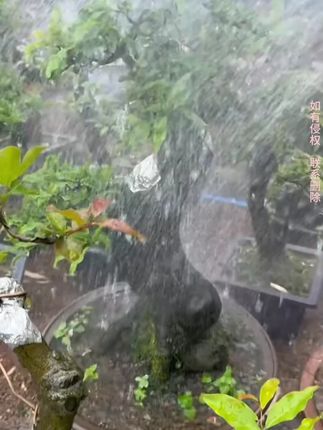 土壤酸碱度PH肥沃力度湿度水分养花神器测量检测仪园艺园林工具#土壤酸碱度检测仪 #养花小知识 #园艺工具 #养花小技巧#土壤湿度检测