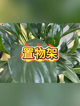 三角架 #浴室收纳 #免打孔好物 #空间利用 #卫生间神器 #置物架