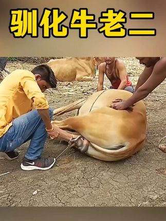 三哥噶牛蛋,简直令人难以置信 #野生动物零距离 #买卖二手车就上懂车帝 #尖货星期天
