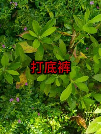 #加绒厚长款棉裤子 #好物分享 #好物推荐
