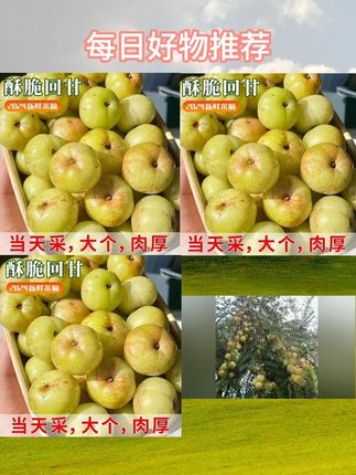 #金灶甜种油柑果 #油柑果 #新鲜水果 #孕妇水果 #甜油柑金灶甜种油柑果现摘油甘果新鲜余甘子牛甘果柿饼甜油柑孕妇酸水果