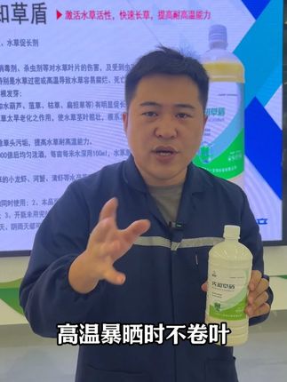 满塘水草,烂根飘草。在高温期用上它能大大缓解高温期对水草的伤害#水产养殖 #鱼虾蟹养殖 #虾蟹养殖 #大闸蟹养殖 #伊乐藻