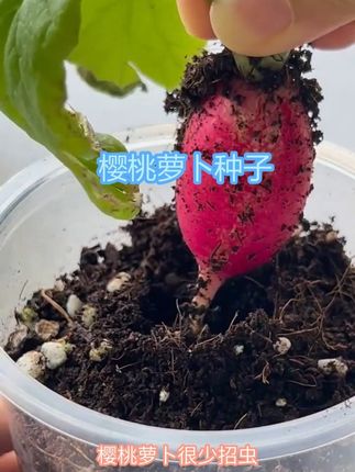天热没胃口?樱桃萝卜开胃,阳台就能种 #樱桃萝卜种子 #萝卜种子 #四季可种 #阳台小院均可种植 #水果萝卜种子