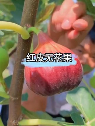 还有人能拒绝新鲜无花果吗?它被称为树上的糖包子,甜到流蜜,#新鲜采摘 #新鲜无花果 #这也太好吃了