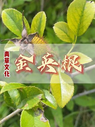泡出来红红的#潮汕青草 #青草文化