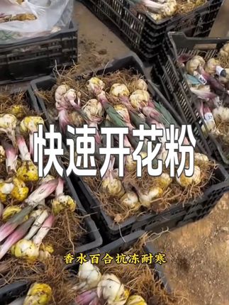 养花不开花,可以直接用它很快花开爆满盆!