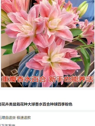 #重瓣香水百合 种球,种植简单,耐寒耐热,新手也能轻松养开花,推荐你也种上几盆#百合种球#百合花