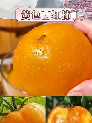 内蒙古五原黄色西红柿番茄生吃新鲜采摘 #黄色西红柿 #西红柿 #番茄 #内蒙古西红柿 #黄色番茄