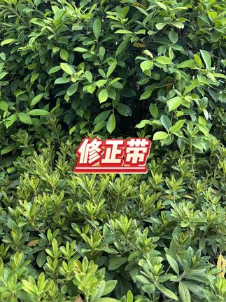 隐形修正带  #米黄带芯  #静音防摔  #学生专用