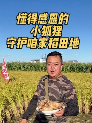 大米丰收了,给狐宝安排一顿,这伙食行不行家人们?#海龙家的白狐#海龙家的大米 #狐狸 #新农人 #乡村新农人