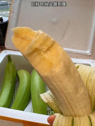 巨糯巨甜!广西高山超甜绿香蕉!跟外面买的香蕉完全不一样!没有泡药水不催熟!#香蕉 #应季水果 #优质农产品 #现摘现发 #巨巨巨划算