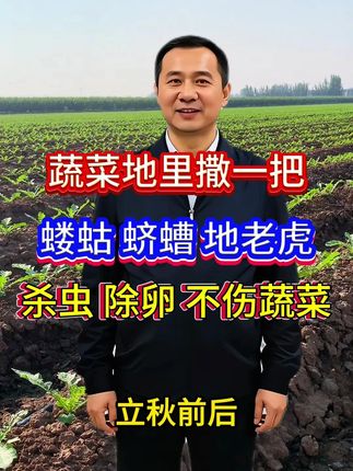 萝卜 白菜地里跳甲蛴螬蝼蛄等害虫用它撒一撒,地上地下的虫害去无踪#病虫害防治 #蔬菜种植 #地下害虫 #杀虫颗粒剂 #地上地下害虫防治