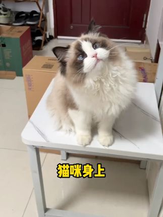 猫狗身上有虫子别忽视 爱宠及时驱虫#宠物体外驱虫#萌宠好物#科学养宠攻略