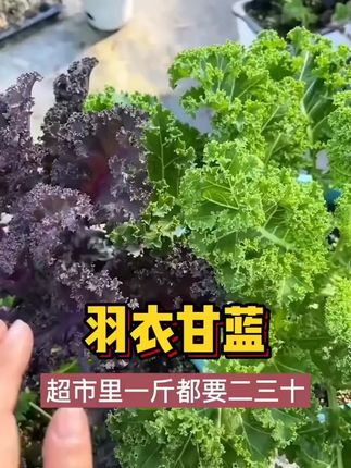 新手也能种的羽衣甘蓝种子,好吃又好看,现在正是种植的季节 #种菜 #阳台种菜 #羽衣甘蓝种子 #种植小技巧 #有所事事的暑假