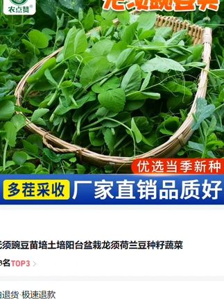 现在正是种植豌豆尖 的好季节,家里有阳台花盆 小院的赶紧种起来吧!#蔬菜种子  #种菜  #蔬菜种子