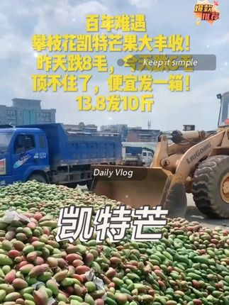 凯特芒果大丰收,便宜给你发一箱…#凯特芒果 #攀枝花芒果 #现摘现发 #新鲜应季水果