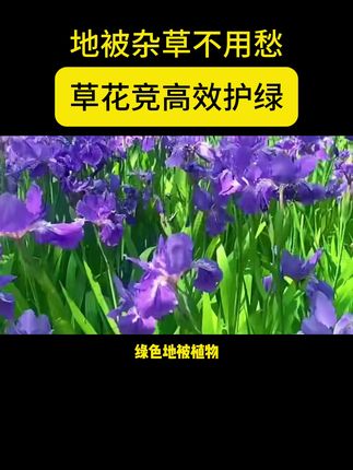 地被杂草不用愁,草花竞高效护绿 #绿化养护 #庭院绿化 #杂草 #小区绿化