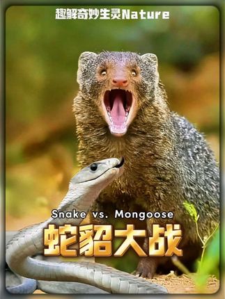 草地貂獴才是蛇的克星 #动物世界 #动物科普 #神奇动物在抖音 #蛇