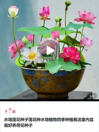 夏天适合养在碗里,茶杯里的莲花,遇水而生,四季可养#花卉绿植 #水培植物