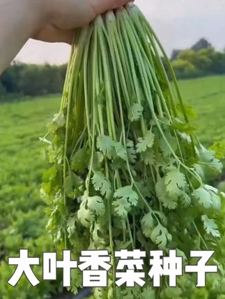 大叶香菜种子耐热 #大叶香菜 #香菜种子 #香菜种子四季 #香菜种植 #香菜