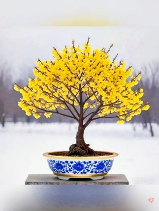 耐寒腊梅浓香【带花苞】30天开花梅花地栽树苗四季开花卉室外绿植#花卉绿植 #盆景 #赏花 #🌸一花一世界 #盛开的花朵