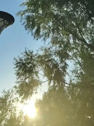 【免安装】实木猫爬架猫窝猫树一体立式剑麻猫抓板小型爬架梯子成品#猫抓板 #猫爬架 #猫咪 #好物推荐🔥 #养宠好物