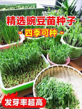无须豌豆苗种子专吃豌豆尖四季芽苗菜甜豌豆种子阳台盆栽农家蔬菜#豌豆苗种子 #无须豌豆苗 #农家蔬菜 #豌豆苗种植 #四季种植