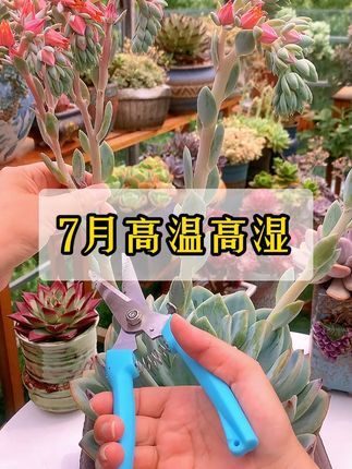 高温天气,多肉很容易黑斑炭疽,化水掉叶片,提前预防很重要,给每盆都喷一喷#多肉 #爱生活爱养花 #花卉绿植 #多肉养护 #病虫害防治