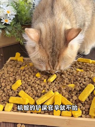 机智的铲屎官,早就把这个添加了排毛大师的全价鲜肉烘焙猫粮给家里毛孩子安排上了#烘焙猫粮 #烘焙猫粮推荐 #猫粮推荐 #猫粮 #猫咪排毛