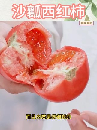 普罗旺斯沙瓤番茄现摘现发生吃水果西红柿#普罗旺斯沙瓤西红柿 #沙瓤番茄 #沙瓤西红柿 #水果西红柿 #西红柿