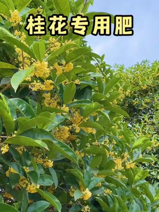 【桂花专用肥料】复合肥料花卉绿植盆栽微生物有机肥颗粒缓释肥料 #肥料 #桂花专用肥料 #微生物有机肥 #健康施肥 #营养均衡