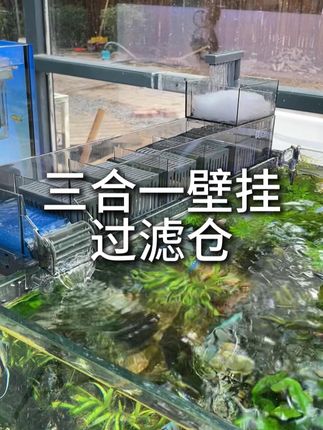三合一壁挂过滤器有颜值,性价比也高#三合一过滤仓 #过滤仓 #养鱼日记 #生态缸