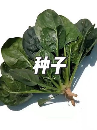 四季趴地菠菜种子种籽菠菜种籽春秋冬四季#种子 #菠菜种子 #蔬菜种子 #种植 #视频同款