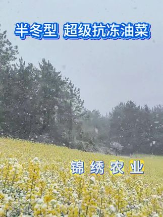 南马1573 @DOU+小助手 #南马1573 #三农 #我的乡村生活 #抖音助农 #高产油菜
