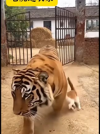 有点恐怖啊,好凶猛的老虎,好勇敢的猫! #凶猛的老虎 #勇敢的猫 #胆小的狗