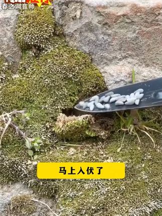 西兰苔 #西兰苔种植 #西兰苔种子 #三农种植 #农业种植 #蔬菜种子