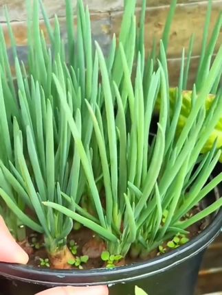 种一次吃10年,这两种“懒人神器”菜,十月必须种下。#种植小技巧 #韭菜根 #小香葱种子 #蔬菜种植 #羊粪有机肥