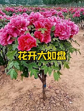 只有真正见过牡丹花盛开的样子,才能知道它到底有多美! #牡丹#花卉绿植#盆栽#盆栽绿植#牡丹花