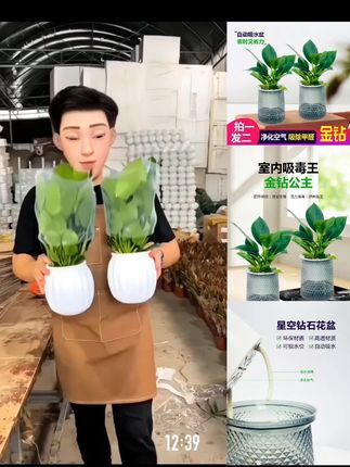 【 买一送一】金钻盆栽室内净化空气美观桌面绿植办公室四季常青#盆栽 #花卉绿植 #室内盆栽 #金钻盆栽 #金钻盆栽绿公主