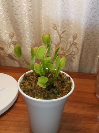 捕蝇草种子