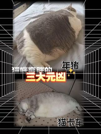 猫咪减肥必备!低脂护理就看它! #猪咪 #大肥猫 #没有一口猫粮是白吃的 #猫咪减肥#猫咪湿粮