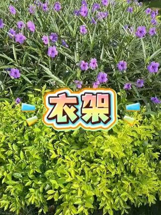 #衣架 #晾衣架 #晒衣架 #被子晾衣架 #不锈钢晾衣架