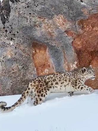 雪落青海高原 雪豹书写旷野诗意#青海 #雪豹