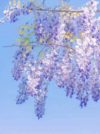 草帽姐#草帽姐#草帽姐徐桂花