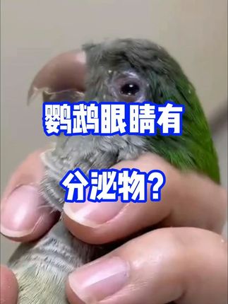 鹦鹉眼睛有分泌物怎么办??? #鹦鹉 #养鹦鹉经验分享 #鹦鹉日常 #鹦鹉单眼伤风 #手养鹦鹉